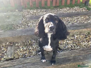 Cocker Spaniel dogs Cocker spaniel 4 years old - Advert 1