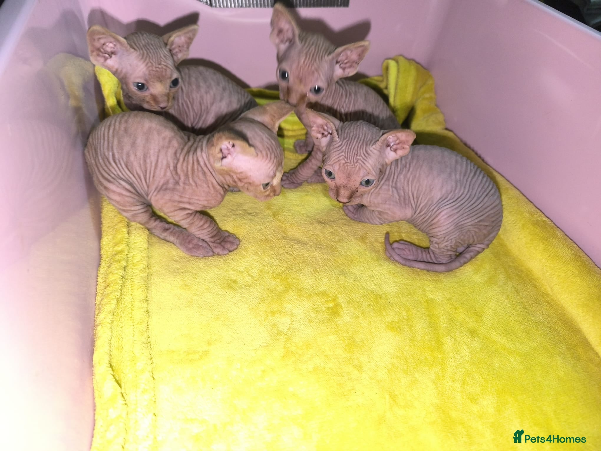 Sphynx cats Adorable Sphynx Kittens - Advert 2