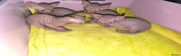 Sphynx cats for sale: Adorable Sphynx Kittens - Advert 1