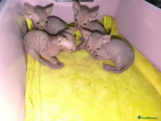 Sphynx cats Adorable Sphynx Kittens - Advert 2
