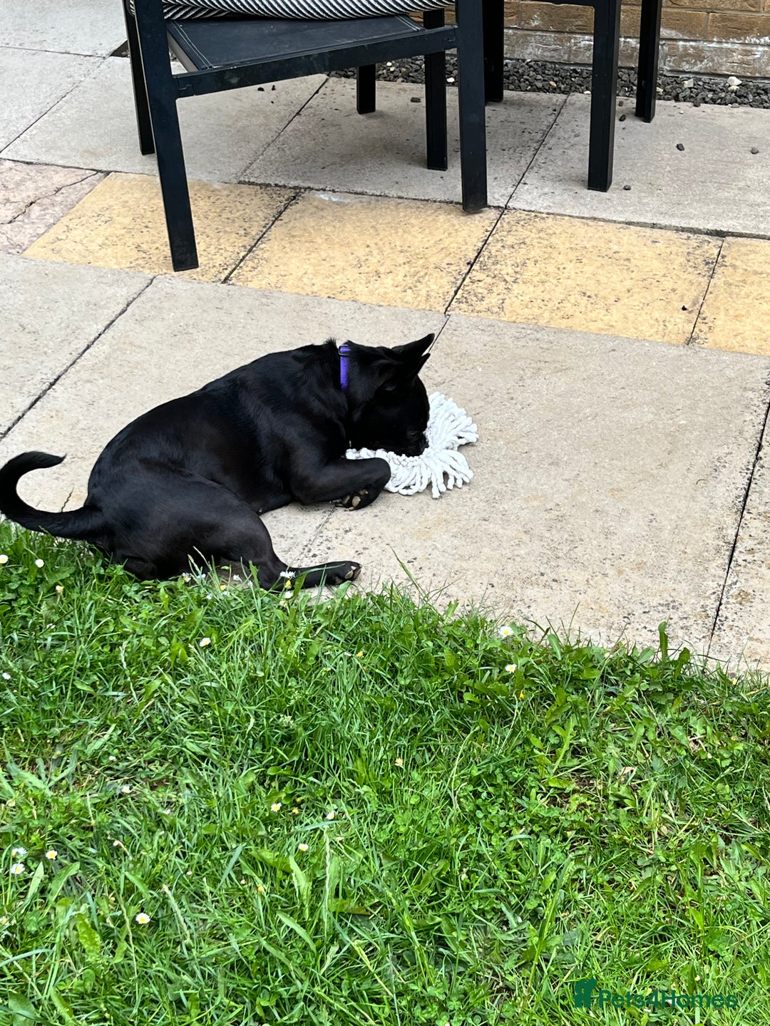Frug dogs for sale: Female frug - Image 4