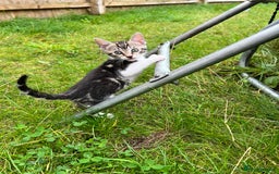 Bengal cats for sale: Bengal X Kittens - Image 21