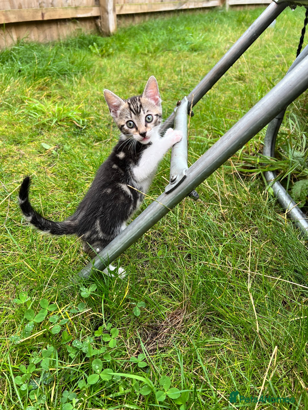 Bengal cats for sale: Bengal X Kittens - Image 21
