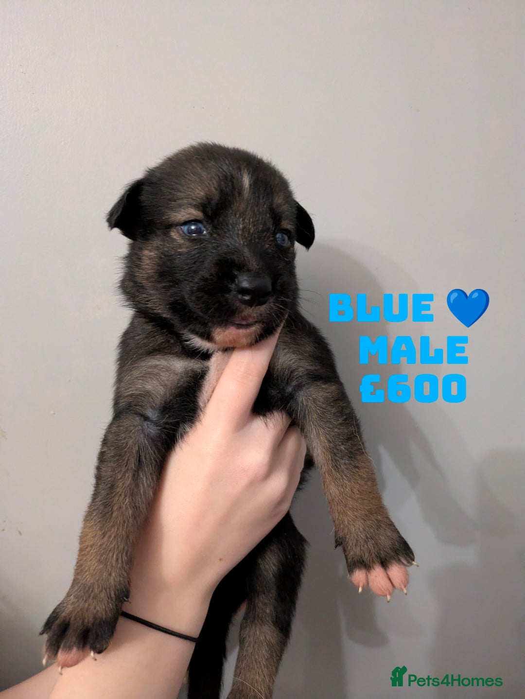 Shepsky dogs for sale: 7 Beautiful Shepsky pups for sale (3 boys 4 girls) - Image 10