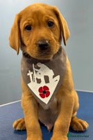 Labrador Retriever dogs - Advert 4