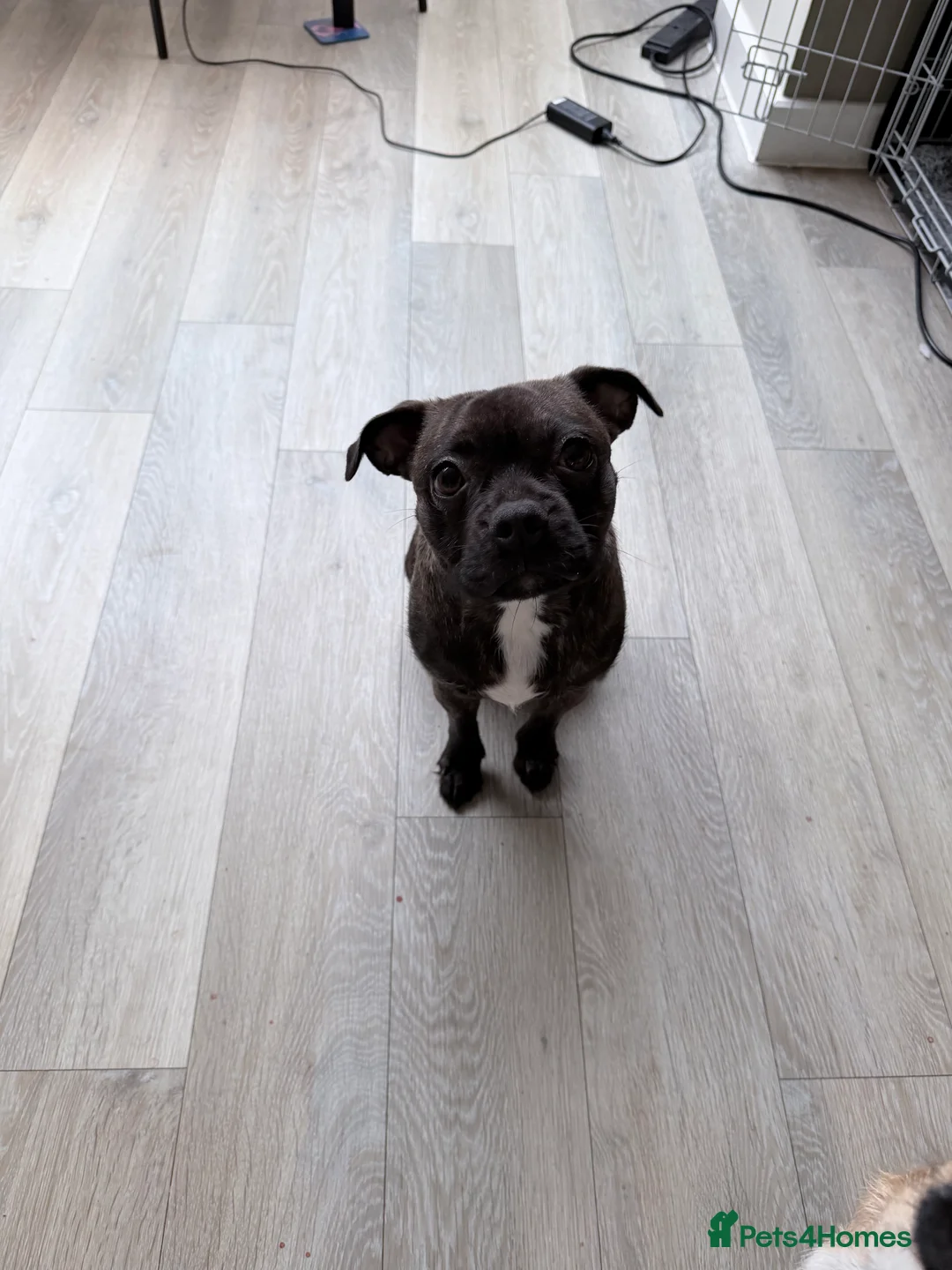 Mixed Breed dogs for sale: Special home wanted for young Frenchton Girl - Advert 1