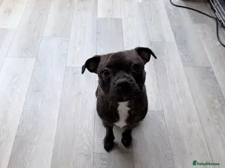 Mixed Breed dogs Special home wanted for young Frenchton Girl - Advert 1