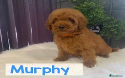 Miniature Poodle dogs for sale: Gorgeous Red Minature Poodles Puppies  - Image 26