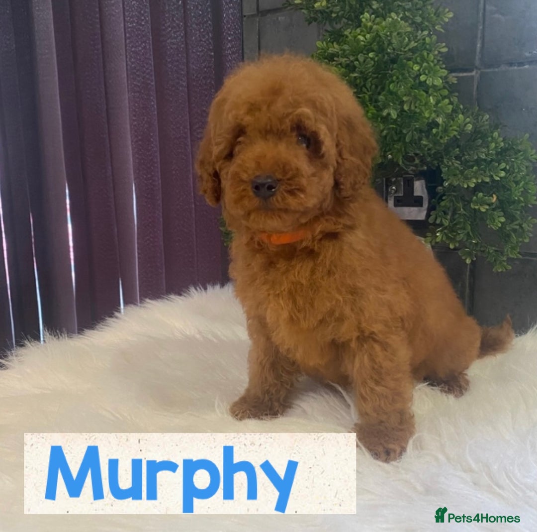 Miniature Poodle dogs for sale: Gorgeous Red Minature Poodles Puppies  - Image 26