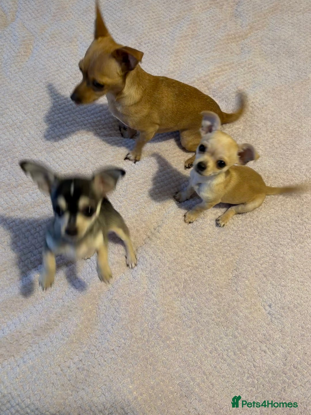 Chihuahua dogs for sale: Stunning and lovely chihuahua puppies for sale - Advert 8