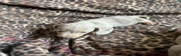 Miniature Dachshund dogs for sale: Miniature dachaunds READY NOW - Advert 10