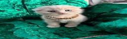 Scottish Fold cats for sale: 😻SCOTTISH FOLD 😻 CREAM & RED COLOUR 😻 - Advert 12