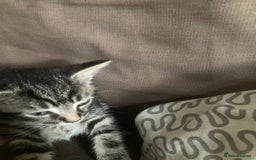 Mixed Breed cats for sale: 5 kittens  - Image 6