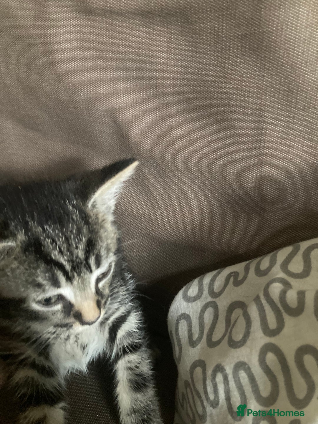 Mixed Breed cats for sale: 5 kittens  - Image 6