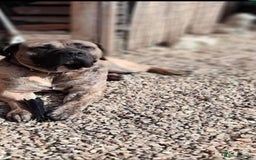 Presa Canario dogs for stud: STUD DOG presa canario pedigree reverse brindle - Image 2