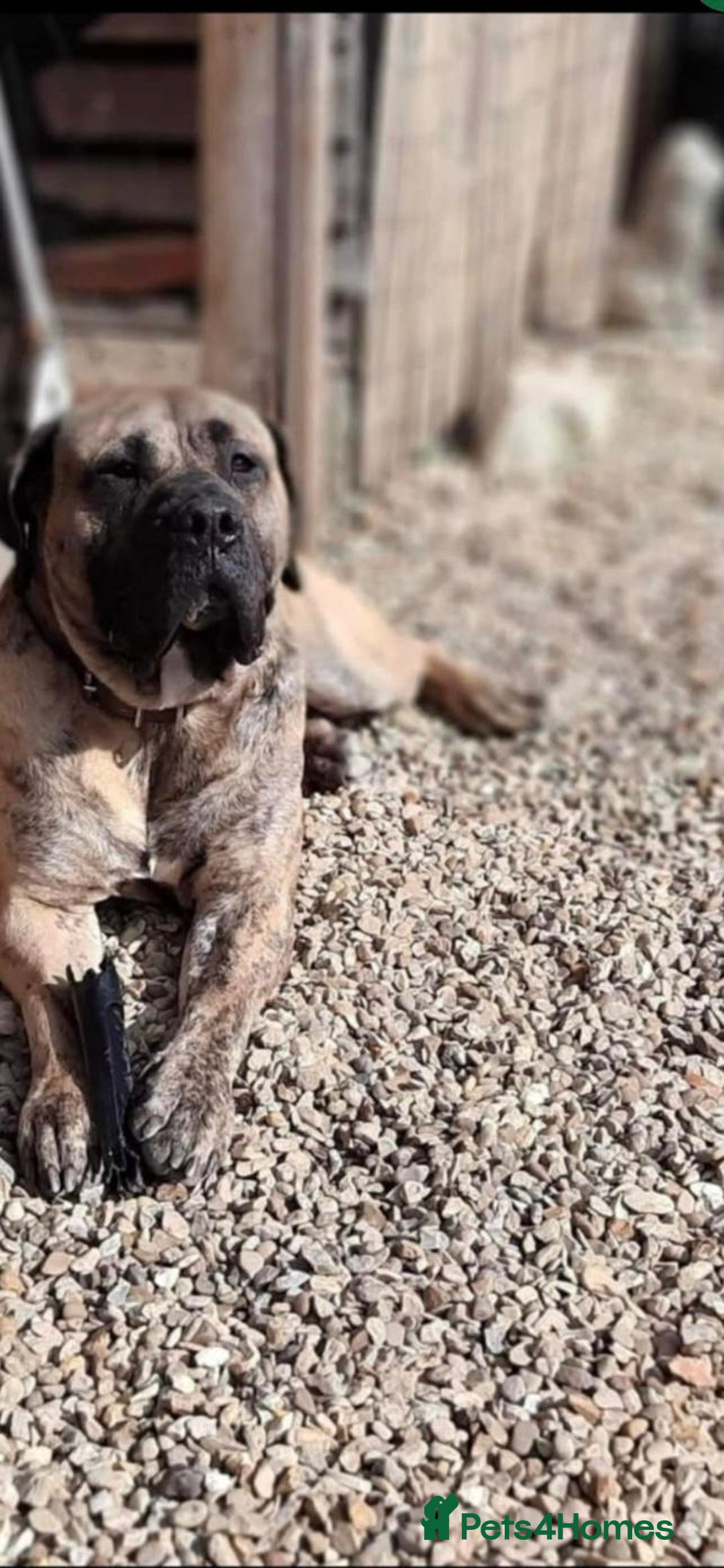 Presa Canario dogs for stud: STUD DOG presa canario pedigree reverse brindle - Image 2