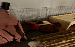 Guinea Pig rodents for sale: 3 sweet guinea pigs & cage & accessories - Image 7