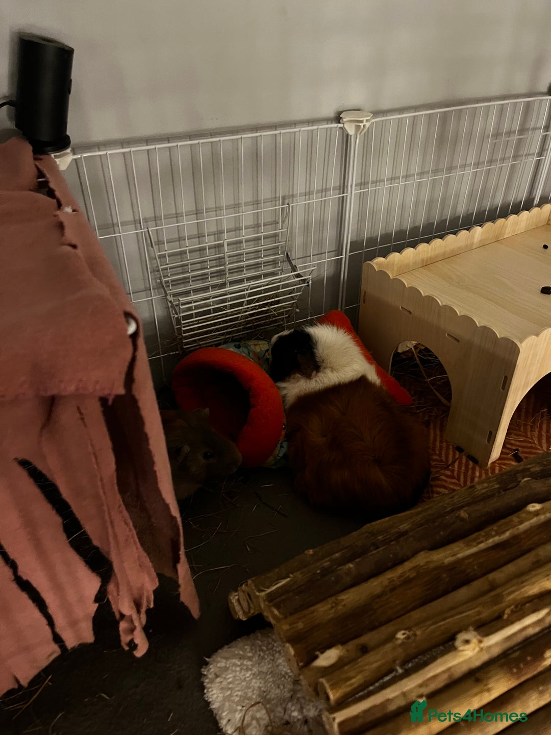 Guinea Pig rodents for sale: 3 sweet guinea pigs & cage & accessories - Image 7
