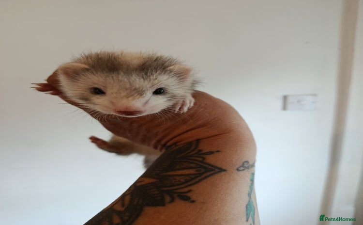 Ferret rodents - Advert 2