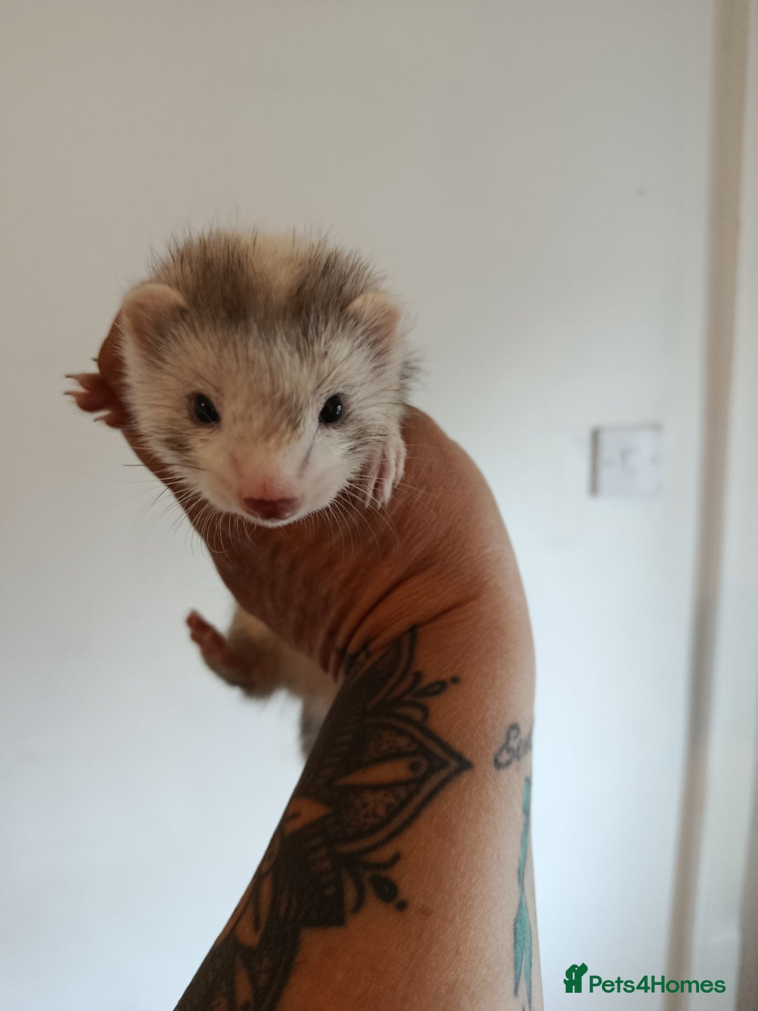 Ferret rodents for sale: Baby ferrets for sale ready to go - Image 1