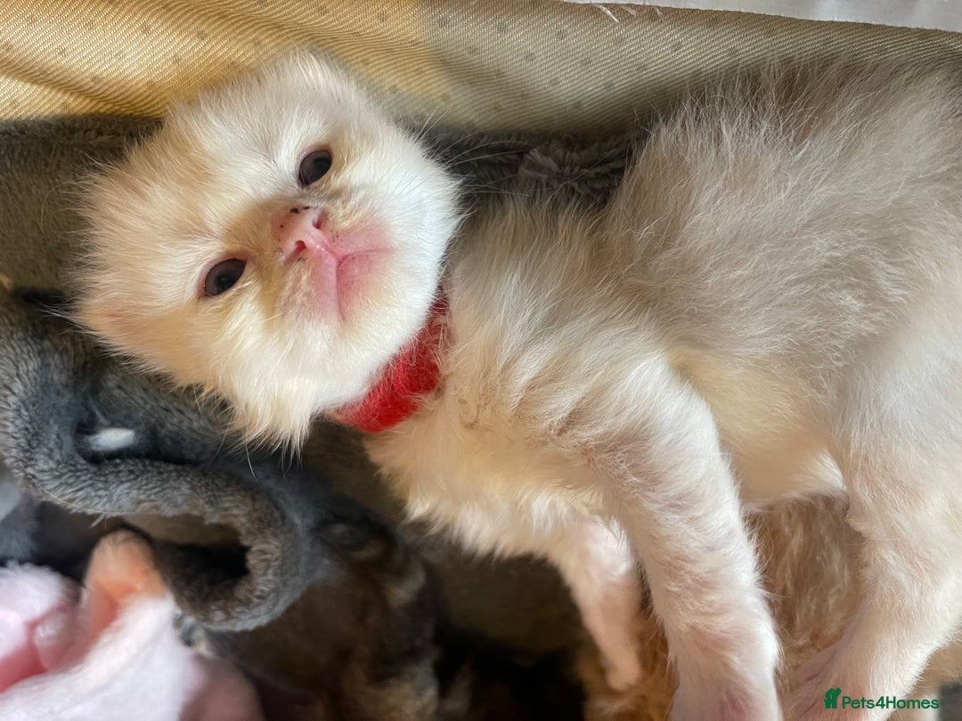 Mixed Breed cats for sale: Health Tested Perdolls - Image 15