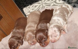 Miniature Dachshund dogs for stud: 💎🐾KC Isabella dapple stud🐾💎 - Image 8