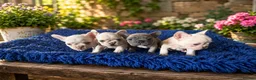 French Bulldog dogs for sale: Male french bulldogs  in Retford - Advert 1