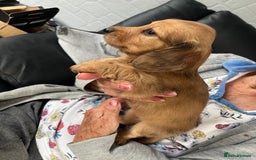 Dachshund dogs for sale: Stunning long haired miniature daxi puppies    - Image 9