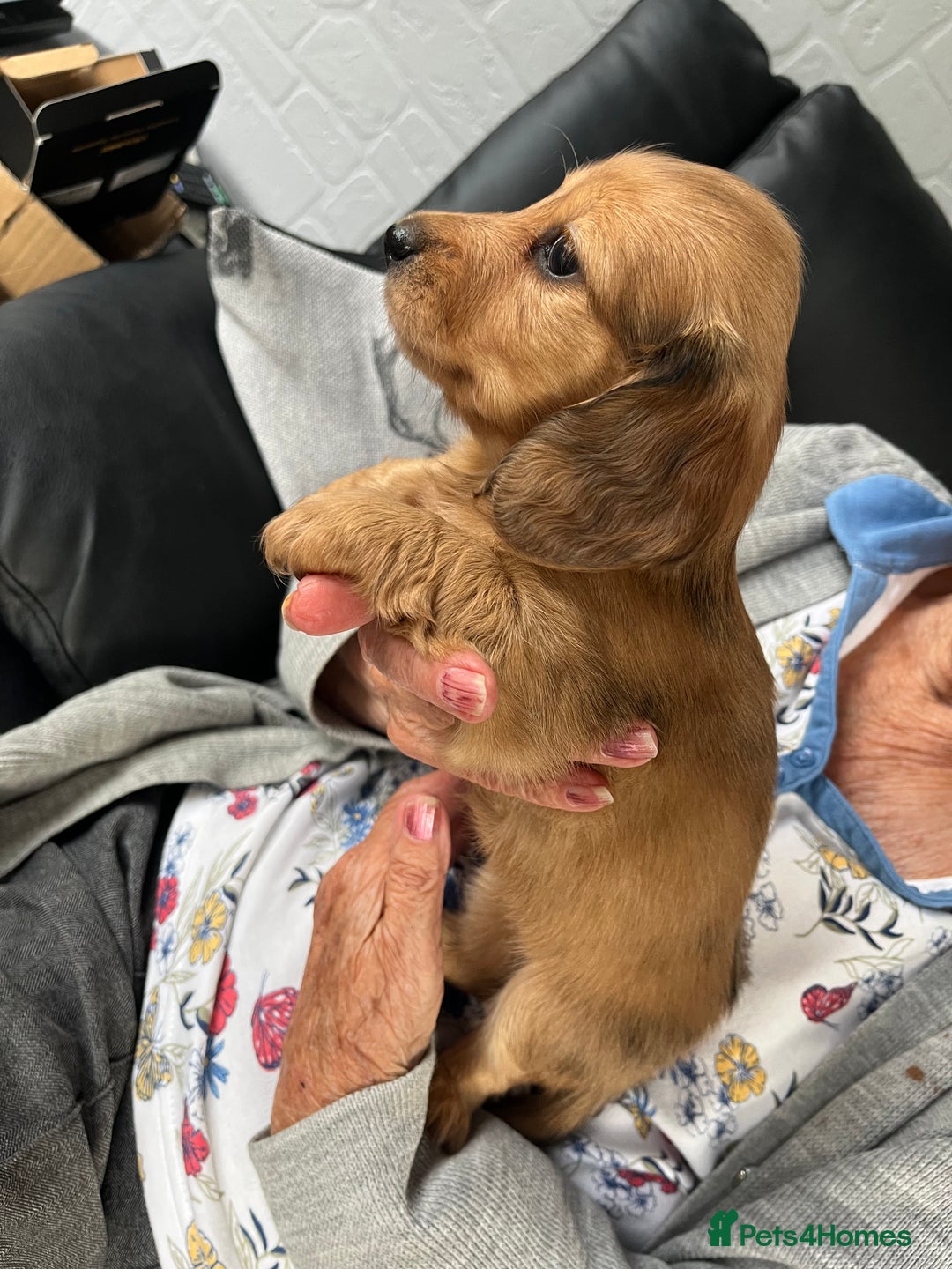 Dachshund dogs for sale: Stunning long haired miniature daxi puppies    - Image 9