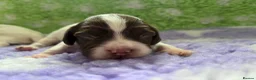 English Springer Spaniel dogs for sale: English Springer Spaniel Pups - Advert 10