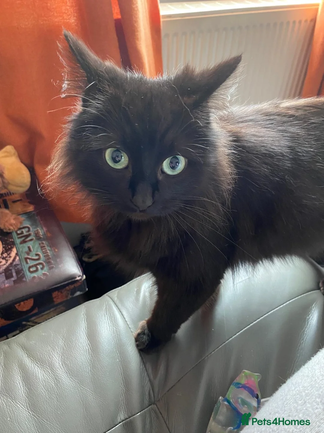 Mixed Breed cats for sale: Kittens  in Treharris - Advert 1