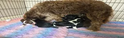 Mixed Breed dogs for sale: Bordoodle X Springer Spaniel puppies  - Advert 36
