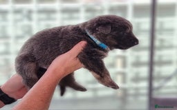 German Shepherd dogs for sale:  kc,health tested straight back german shepherd - Image 23