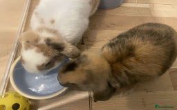 Mini Lop rabbits for sale: bonded pair of mini lops - Image 1