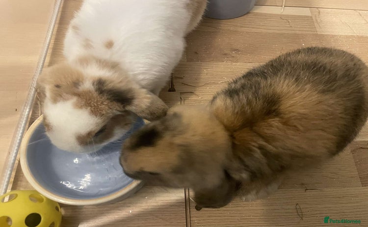 Mini Lop rabbits - Advert 1