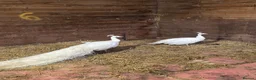 Peafowl poultry for sale: A beautiful pair of white peafowl  - Advert 4