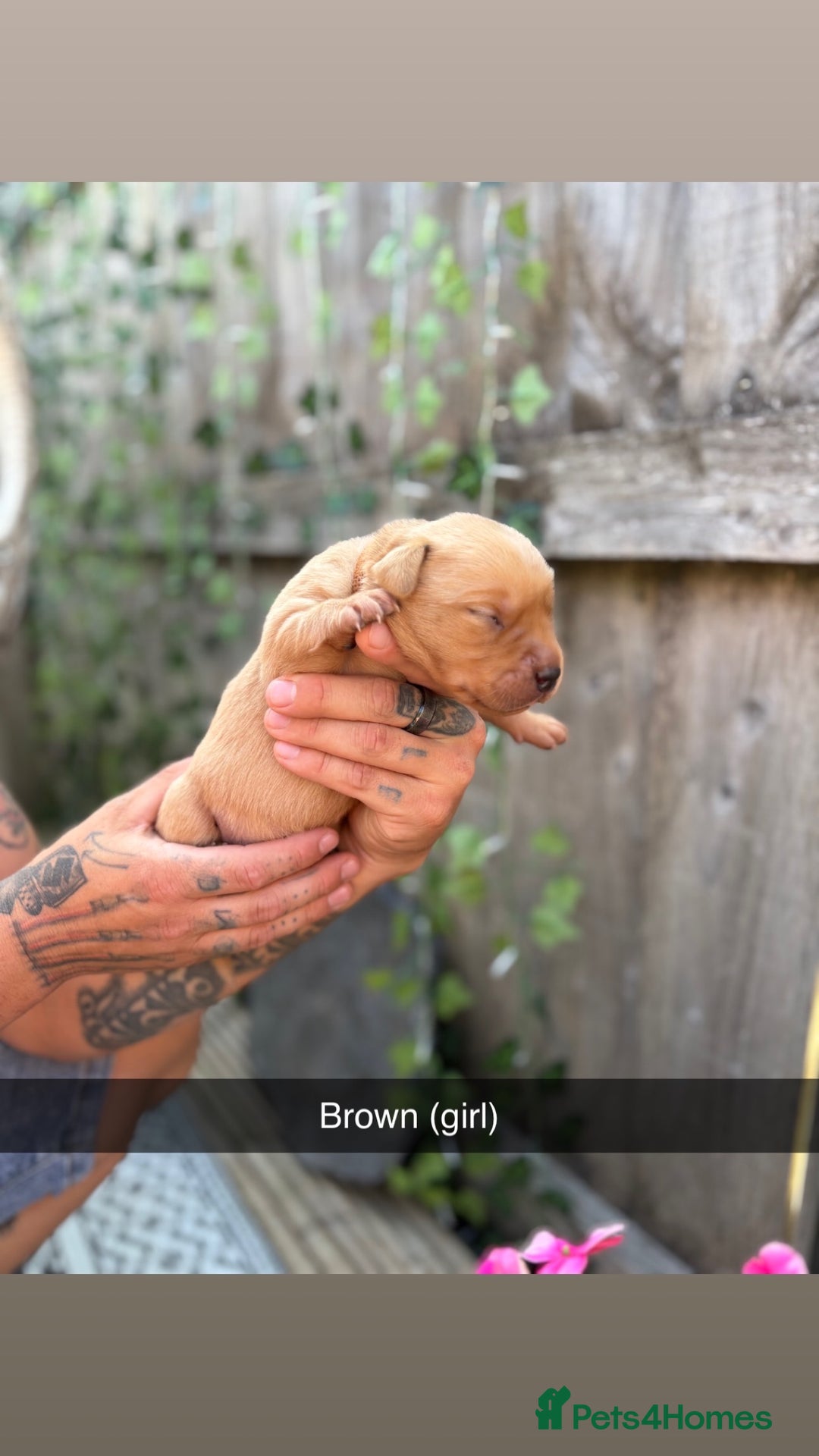 Labrador Retriever dogs for sale: Stunning Fox Red Labrador puppies  - Image 13