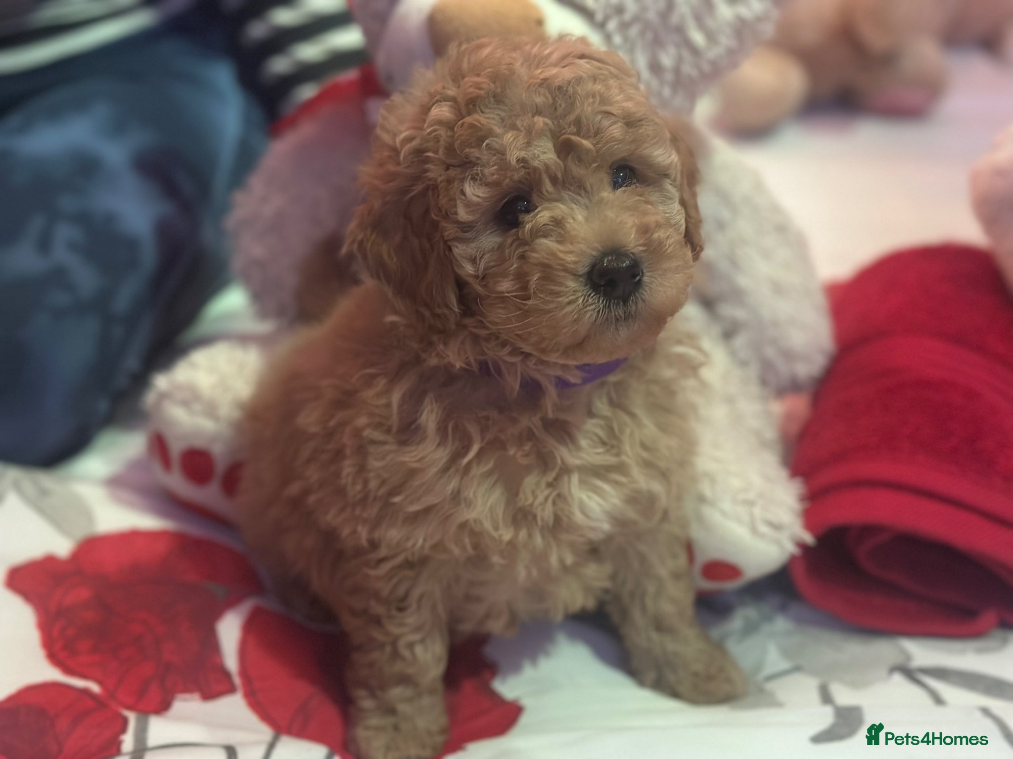 Goldendoodle dogs F1B MINI/MEDIUM GOLDENDOODLES 2 RESERVED - Advert 1