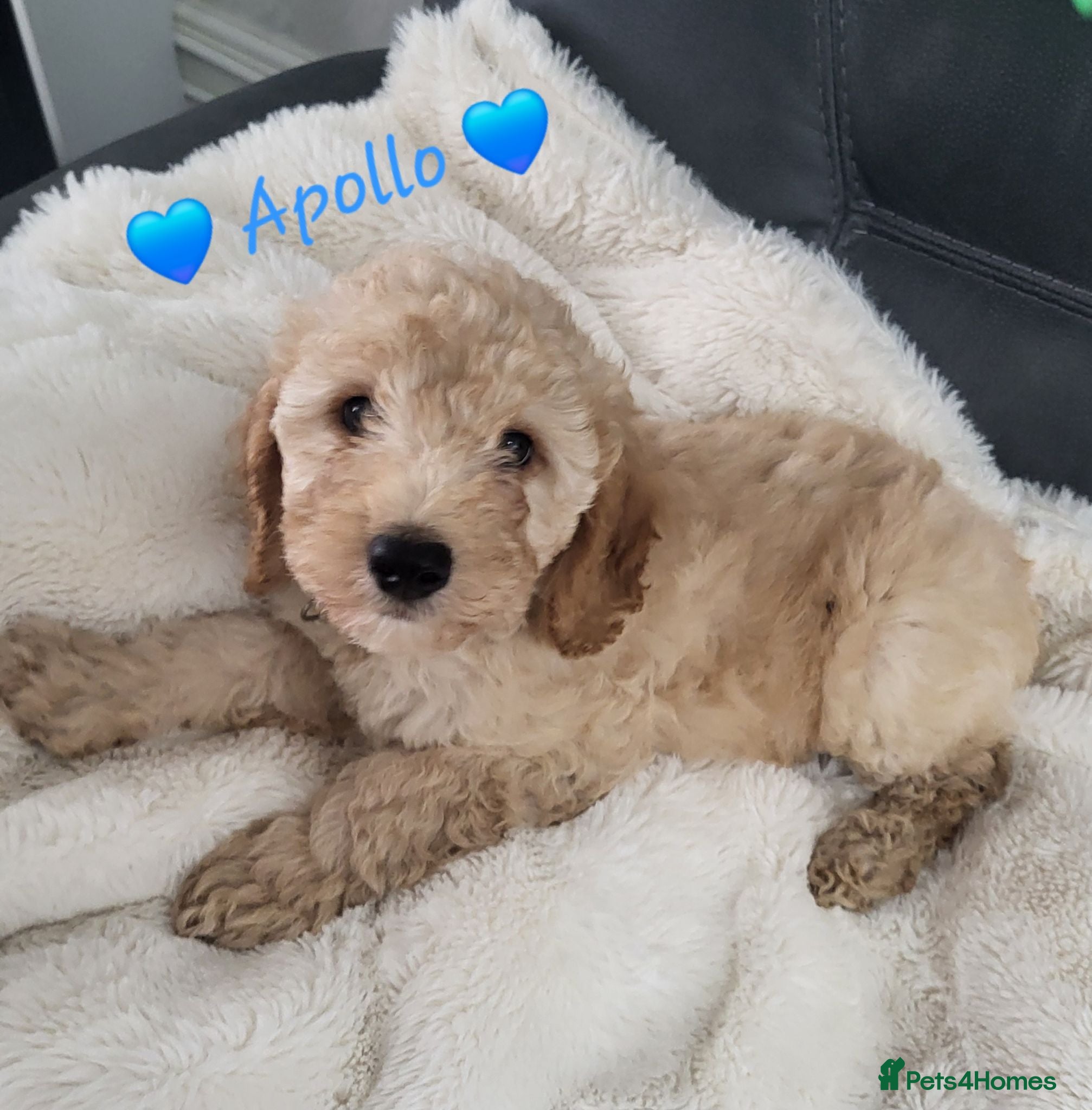Cockapoo dogs Ready to go. Beautiful Home-Raised F1B Cockapoos  - Advert 3