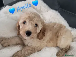 Cockapoo dogs Ready to go. Beautiful Home-Raised F1B Cockapoos - Advert 3