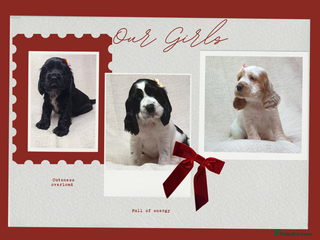 Cocker Spaniel dogs Show type unique markings cocker spaniel puppies - Advert 5