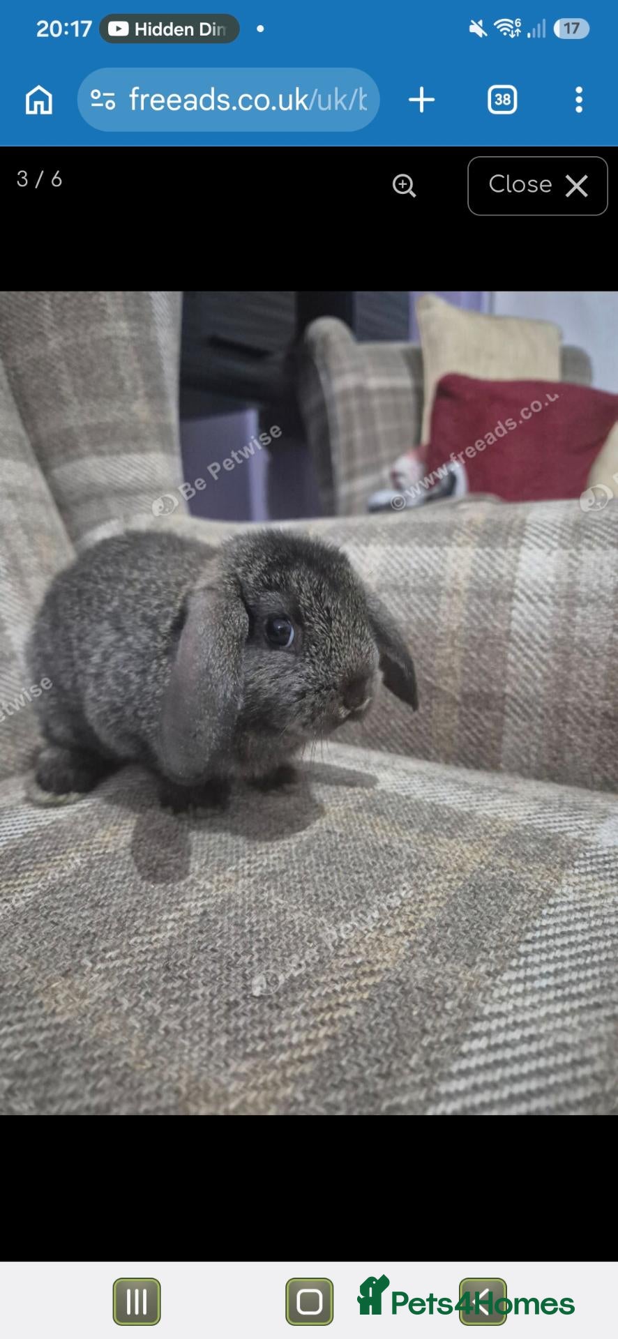 Mini Lop rabbits lovely girl for sale - Advert 12