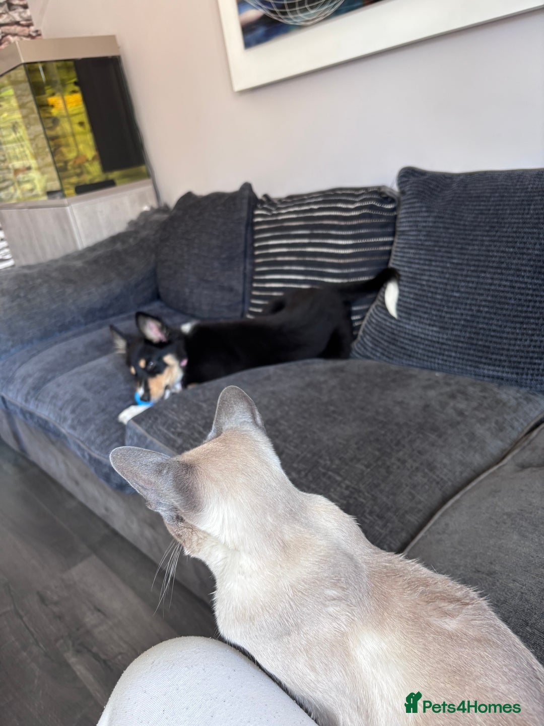 Siamese cats for sale: 1 year old blue point male Siamese - Advert 7