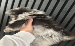 Pomeranian dogs for sale: Adorable bear faced fluffy merle Pomeranians - Image 16