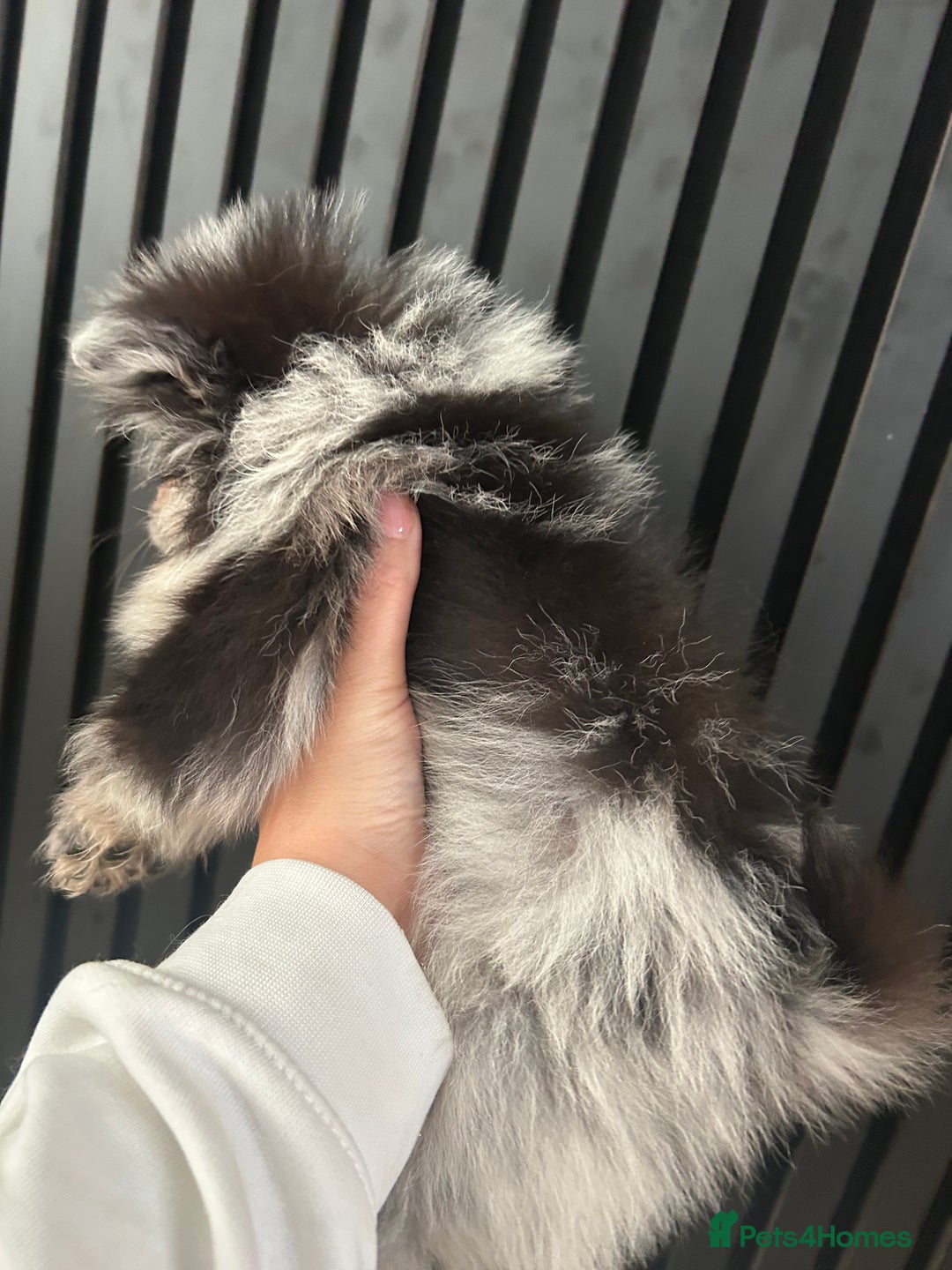 Pomeranian dogs for sale: Adorable bear faced fluffy merle Pomeranians - Image 16