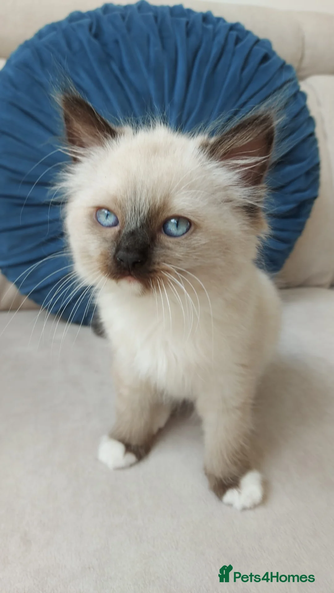 Ragdoll cats for sale: STUNNING Ragamese Kittens Ready to Leave - Advert 21