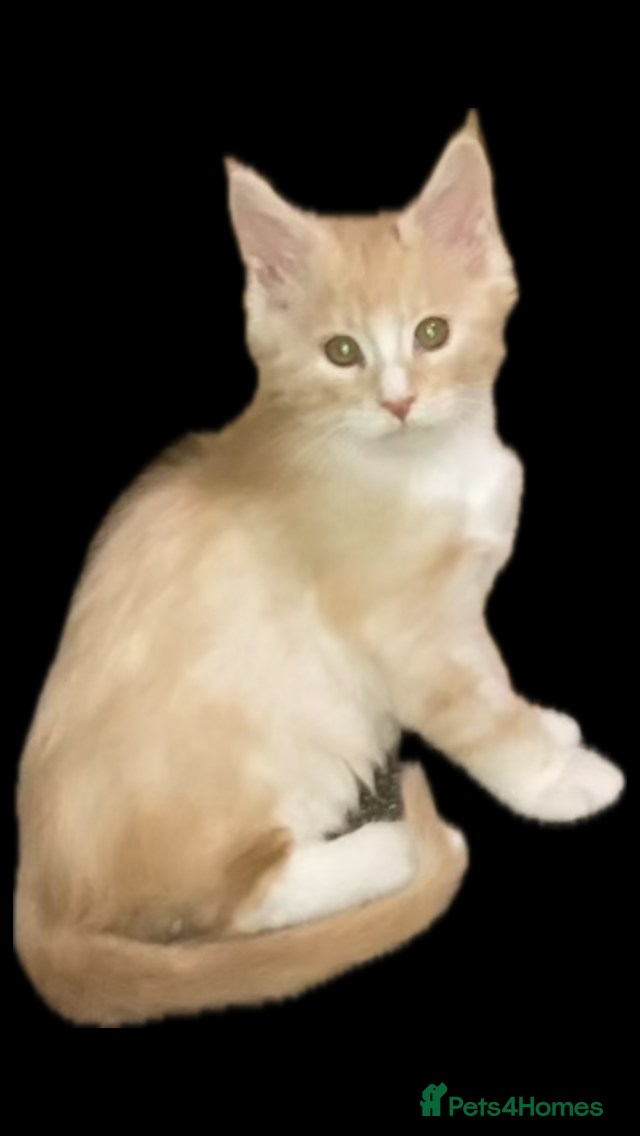 Maine Coon cats Maine coon male kitten - Advert 16