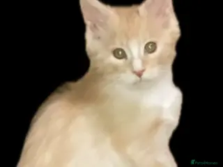 Maine Coon cats Maine coon male kitten - Advert 13