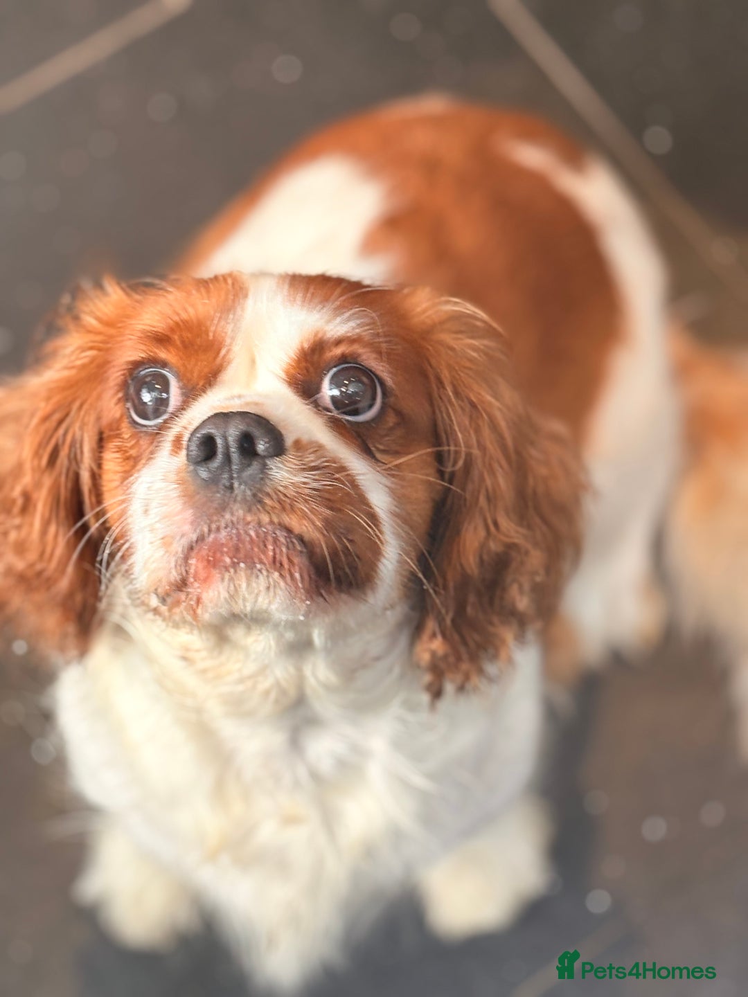 Cavalier King Charles Spaniel dogs for sale: Blenheim Cavalier King Charles spaniel bitch  - Image 2