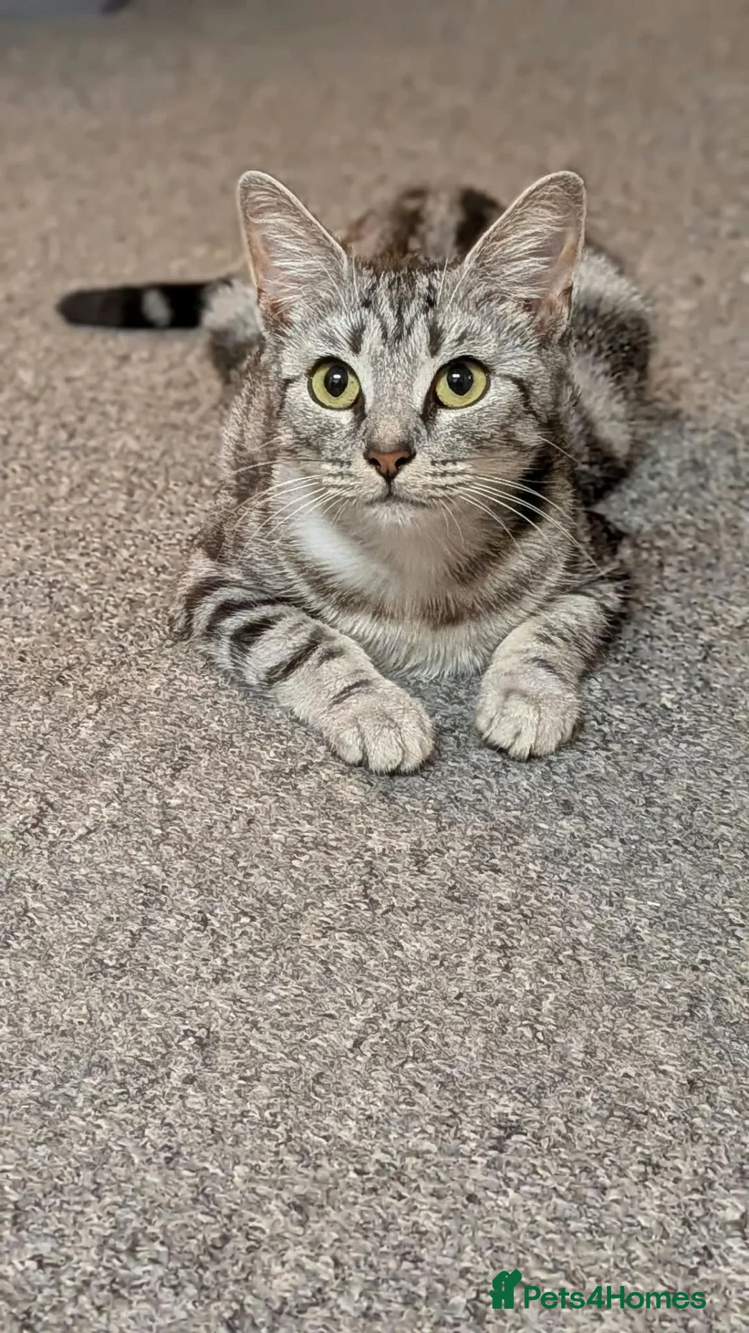 Mixed Breed cats for adoption: Female Cat for Adoption - Advert 9
